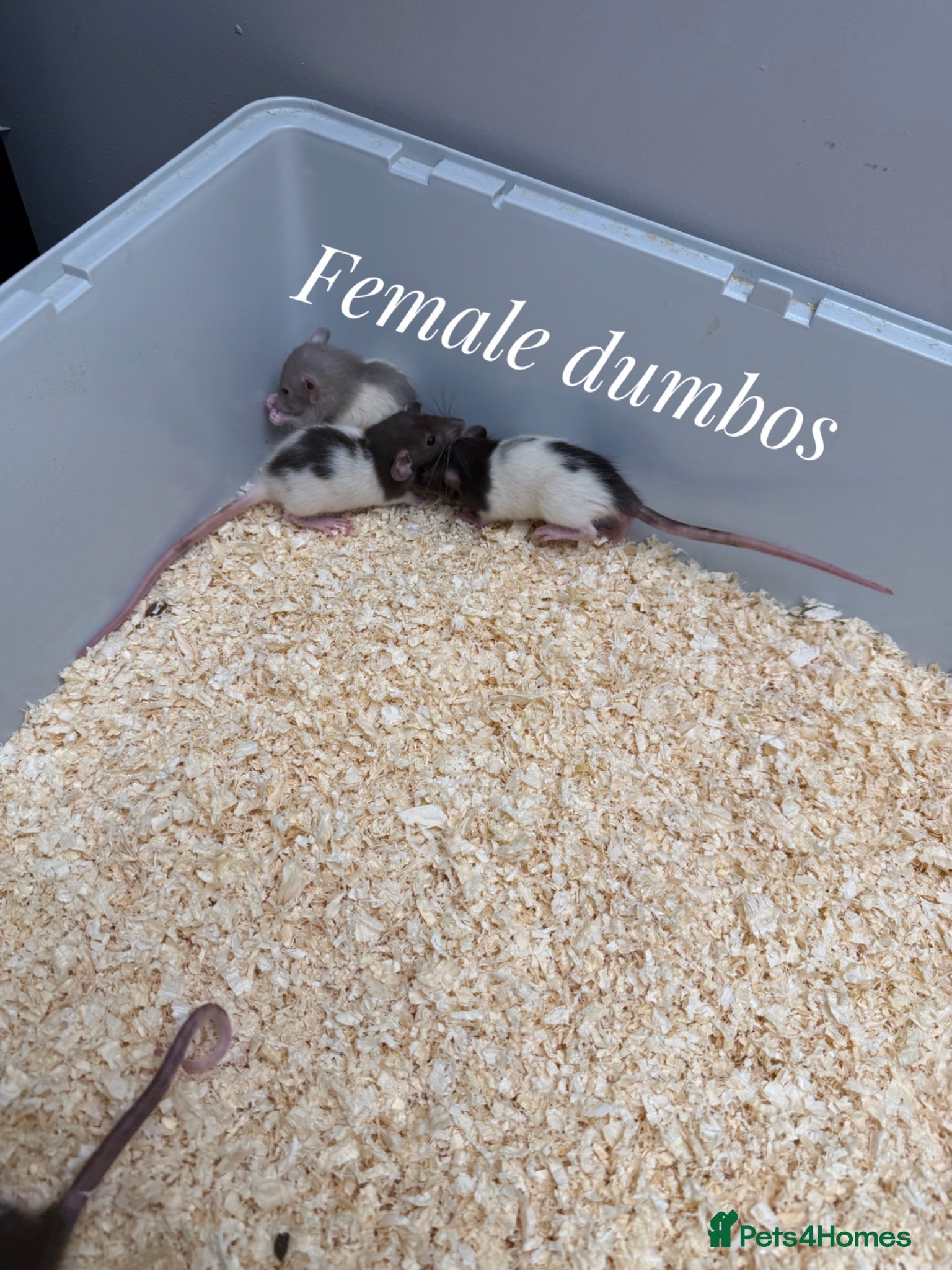 Rat rodents Mixed sex dumbo rats - Advert 3