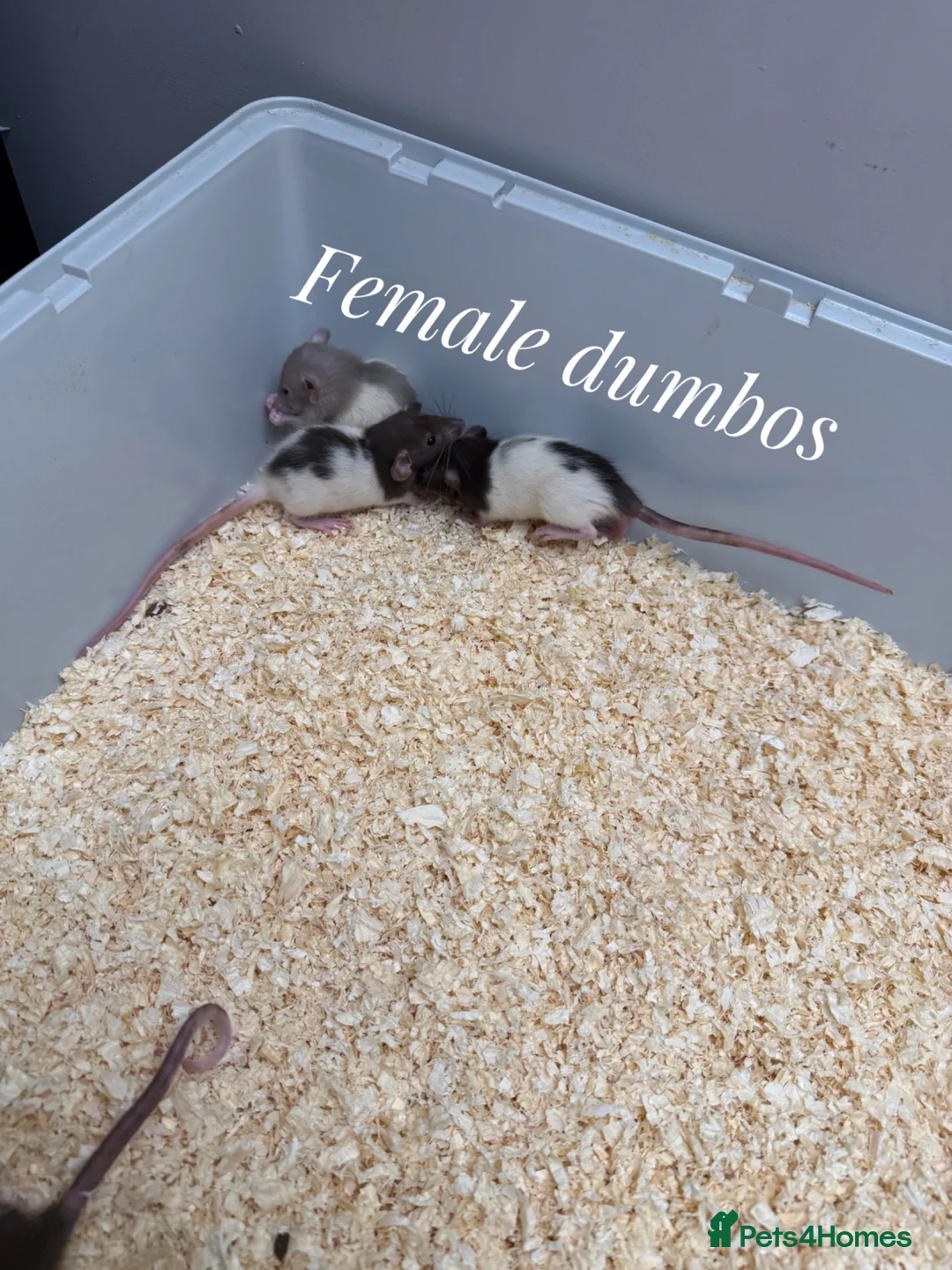 Rat rodents for sale: Mixed sex dumbo rats - Advert 1