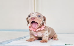 Dachshund dogs for sale: BLUE DAPPLE FEMALE AVAILABLE  - Image 2