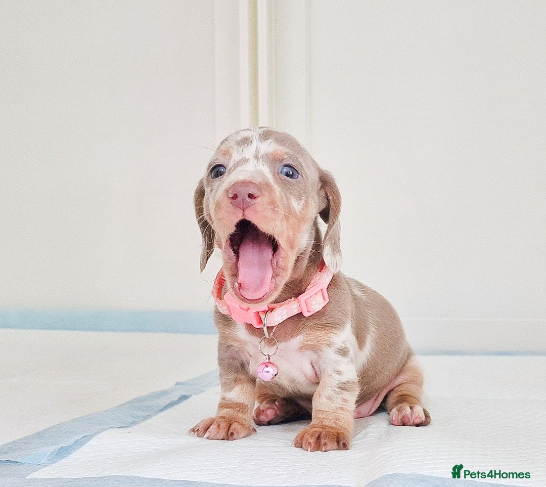 Dachshund dogs for sale: BLUE DAPPLE FEMALE AVAILABLE  - Image 2