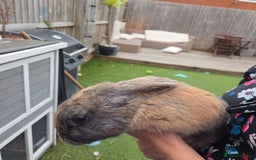 Mixed Breed rabbits for sale: Rabbit, male, 3yrs, with double hutch - Image 13