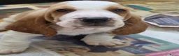 Basset Hound dogs for sale: Basset hound pups kc reg.European lines - Advert 7