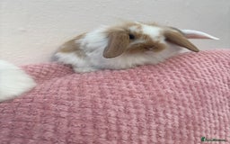 Mini Lop rabbits for sale: Indoor raised Mini lops and lion lops ~vaccinated  - Image 10