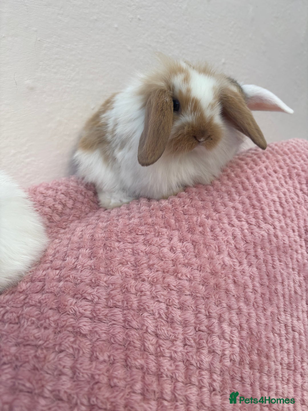 Mini Lop rabbits for sale: Indoor raised Mini lops and lion lops ~vaccinated  - Image 10