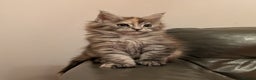 Maine Coon cats for sale: Maine coon kittens - Advert 5
