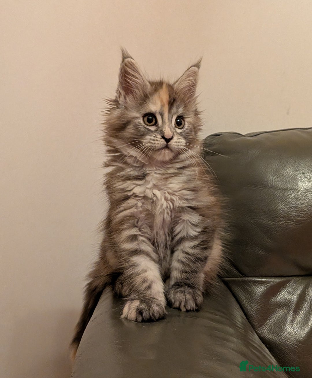 Maine Coon cats for sale: Maine coon kittens - Advert 5