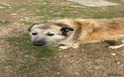 Mixed Breed dogs for adoption: Retired boy needs a family - Image 4