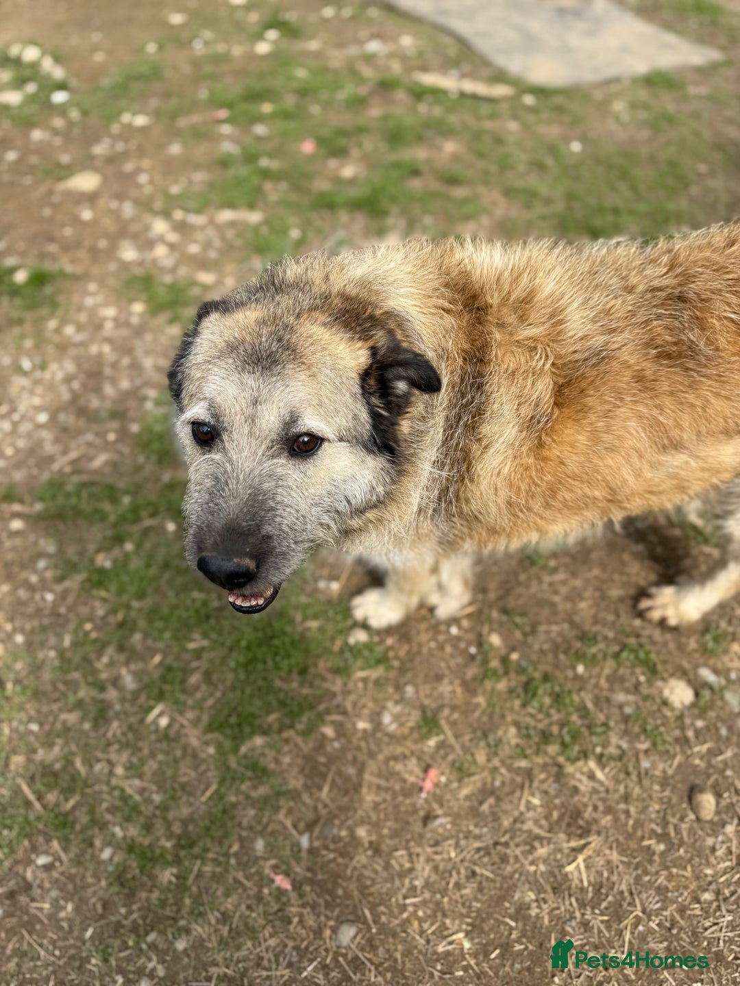 Mixed Breed dogs for adoption: Retired boy needs a family - Image 4