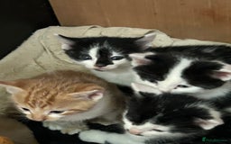 British Shorthair cats for sale: Farm kittens well socialised  - Image 3