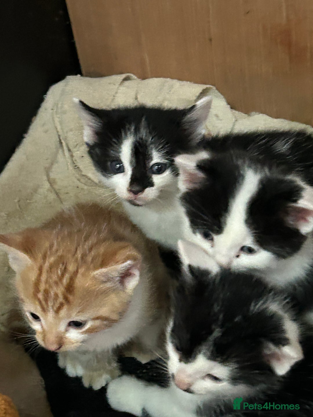 British Shorthair cats for sale: Farm kittens well socialised  - Image 3