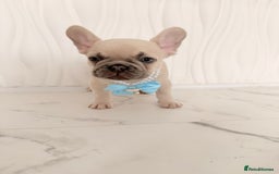 French Bulldog dogs for sale: Stunning platinum and lilac fawn boys and girls - Image 20