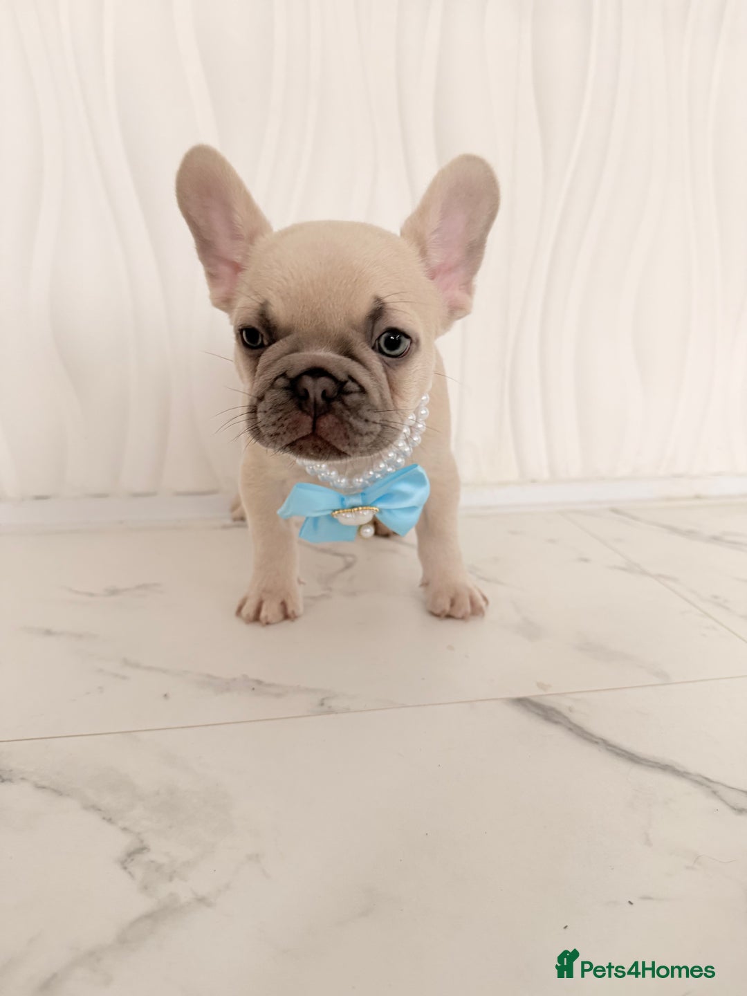 French Bulldog dogs for sale: Stunning platinum and lilac fawn boys and girls - Image 20