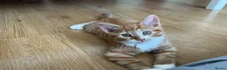 Mixed Breed cats for sale: The cutest Kuma + Chopper + Choso + Sakura  - Advert 4