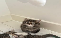 Mixed Breed cats for sale: Kittens ready for a new home  - Image 7