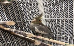 Cockatiels birds for sale: Cockatiel free  - Image 3