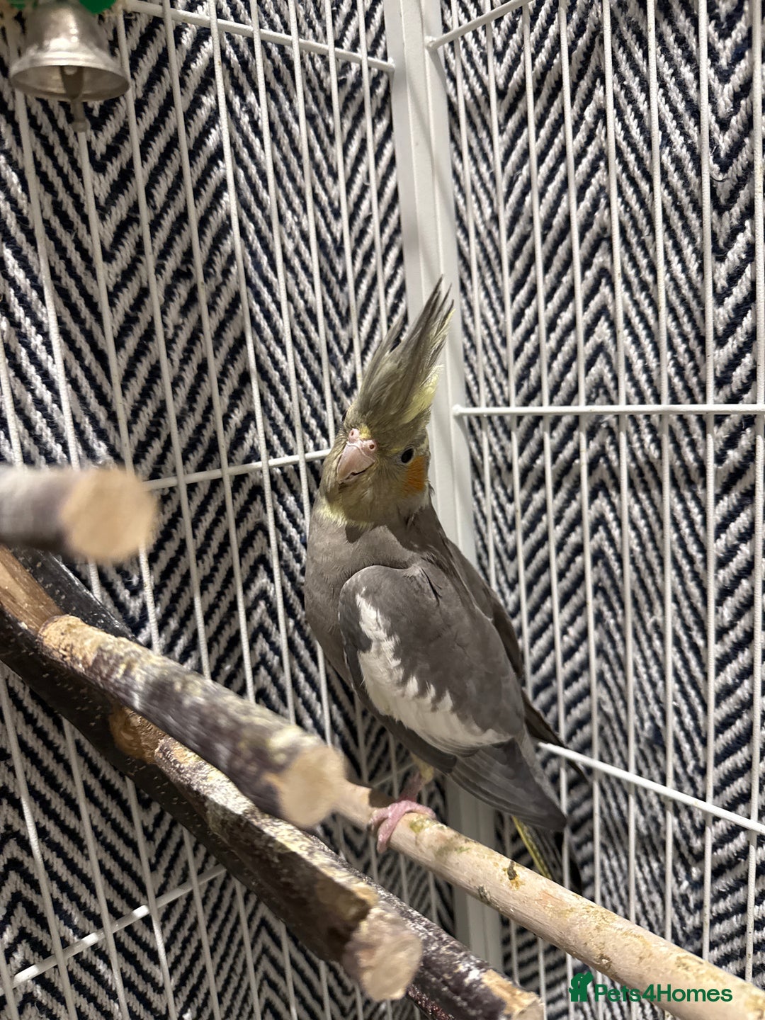 Cockatiels birds for sale: Cockatiel free  - Image 3