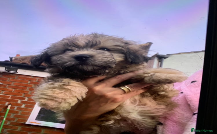 Maltese dogs Maltese - Advert 13