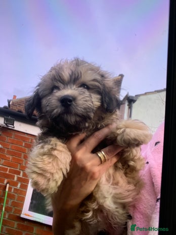 Maltese dogs Maltese - Advert 13