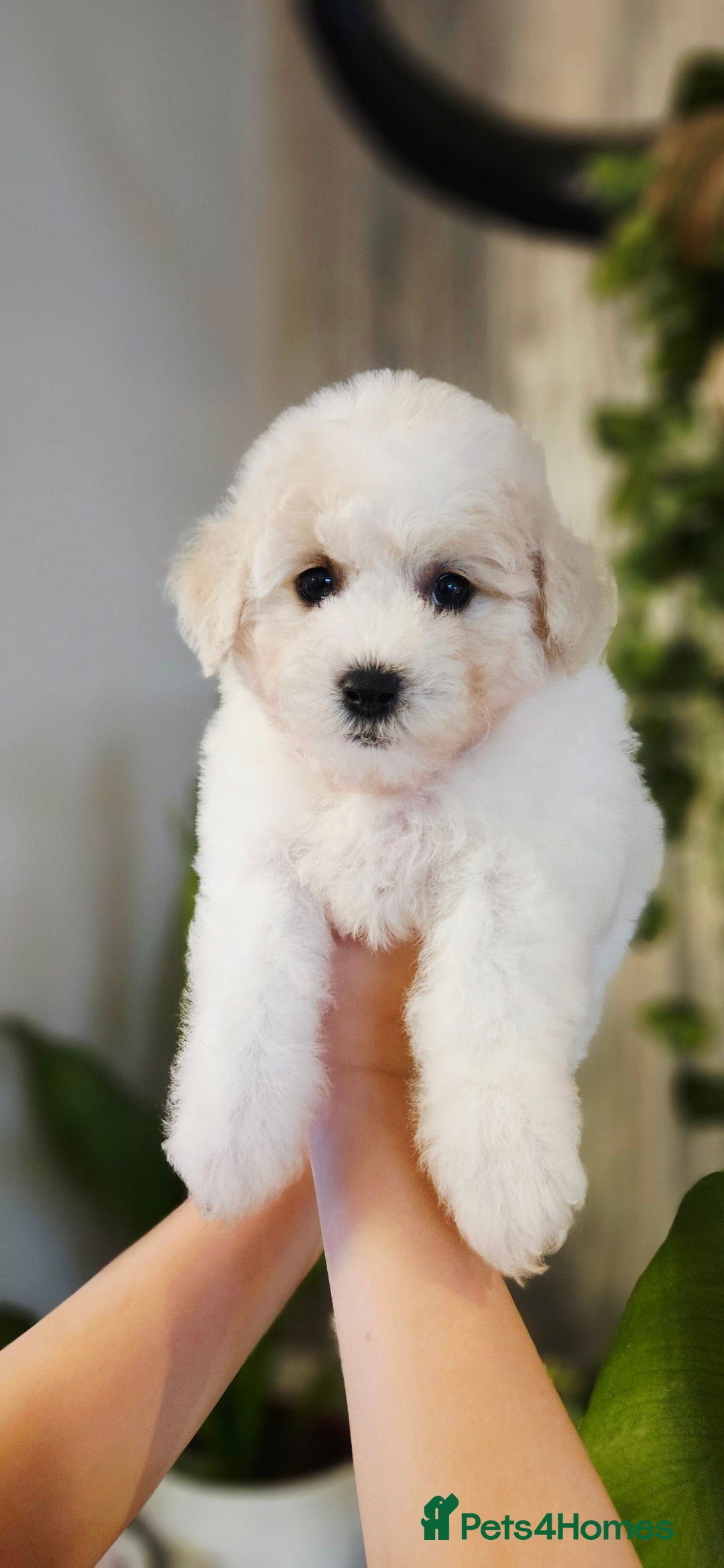 Bichon Frise dogs for sale: Pure Bred Bichon Frise Puppies  - Advert 9