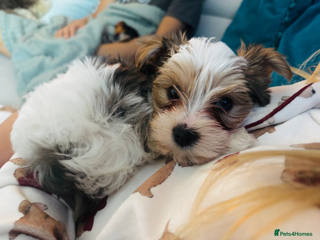 Yorkshire Terrier dogs for sale: ❤️Beautiful blue eyed Yorkshire terrier puppies❤️ - Advert 9