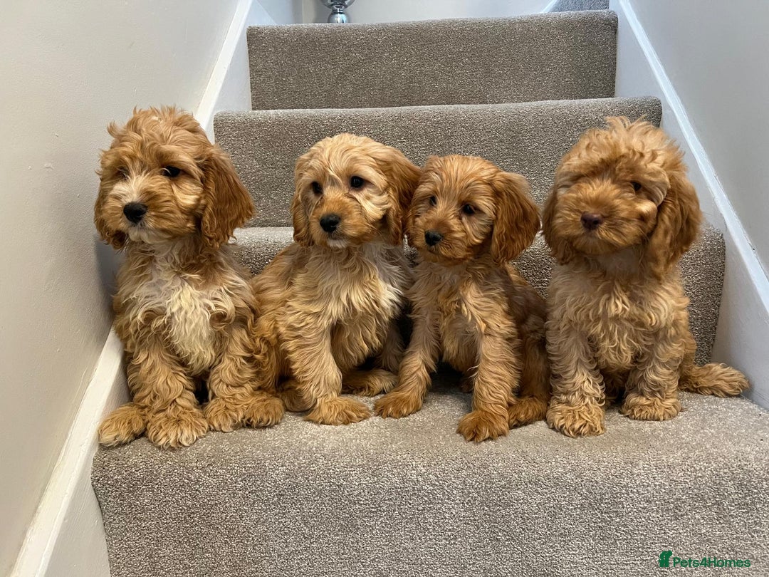 Cockapoo dogs for sale: Cockapoo puppies ready now  - Image 13