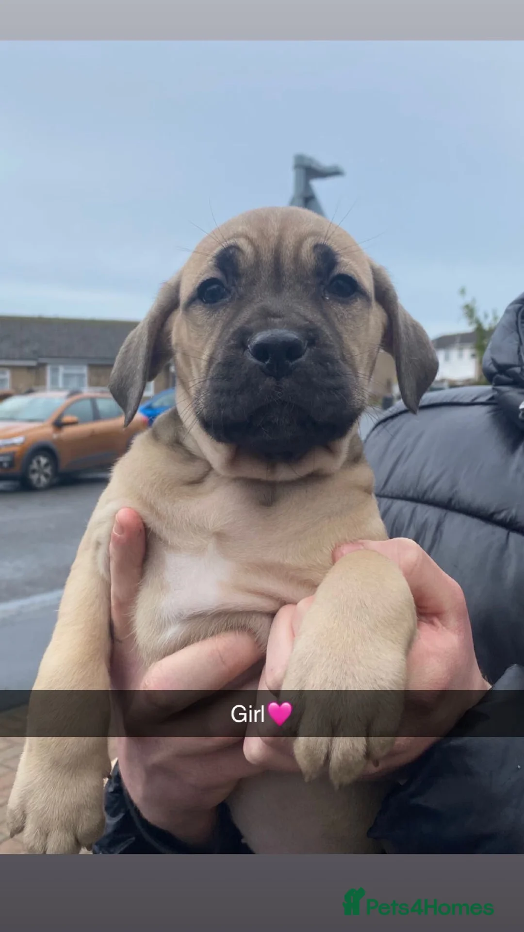 Cane Corso dogs for sale: Cane corso bandog - Advert 2