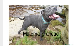 Staffordshire Bull Terrier dogs for sale: Staffordshire bull terrier puppies - Image 11