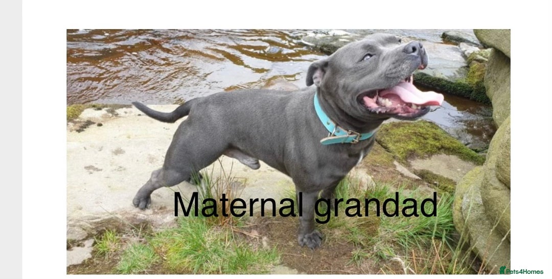 Staffordshire Bull Terrier dogs for sale: Staffordshire bull terrier puppies - Image 11