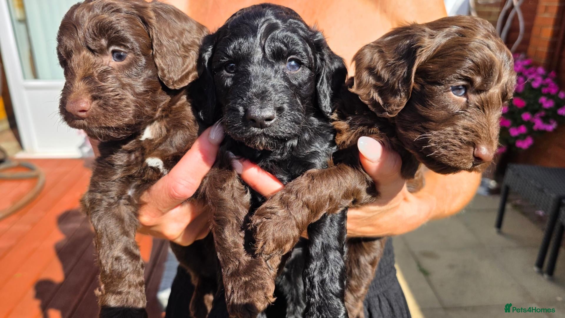 Cockapoo dogs Purest Quality F1 Cockapoo Puppies Chocolate Black - Advert 11