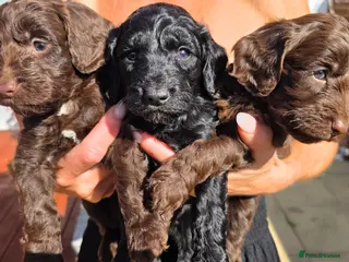 Cockapoo dogs Purest Quality F1 Cockapoo Puppies Chocolate Black - Advert 11