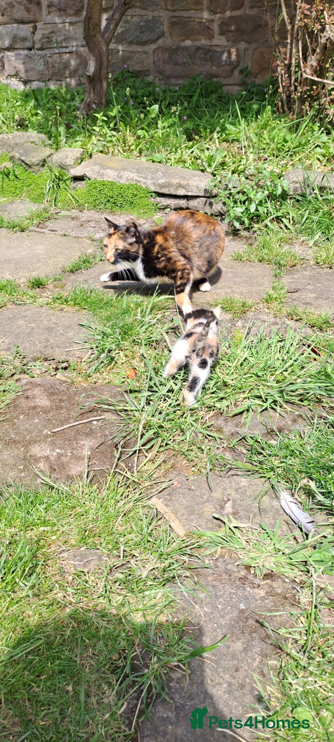 Mixed Breed cats for sale: Kittens available looking for their forever homes  - Image 8