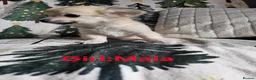 Chihuahua dogs for sale: **Ready Now ** Chihuahua Puppies ️ KC Registered  in Bristol - Advert 12