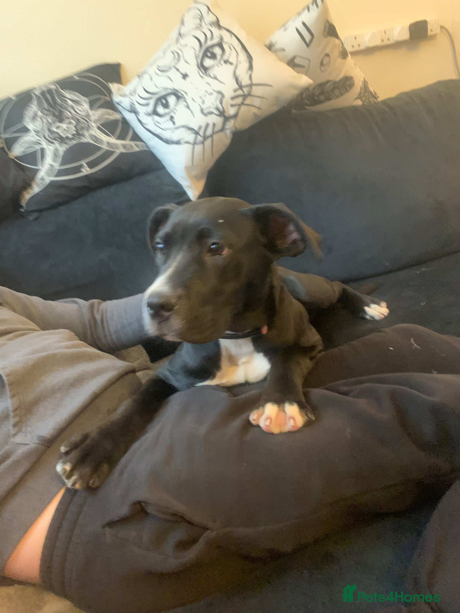 Mixed Breed dogs Staffy x cane corso female  - Advert 2