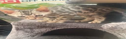 Bengal cats for sale: Bengal female kitten ready now  - Advert 4