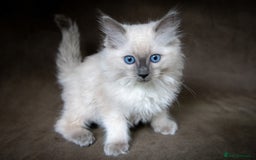 Ragdoll cats for sale: Stunning Ragdoll Kittens - Image 8