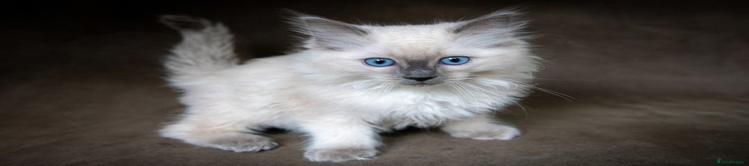 Ragdoll Kitten 5