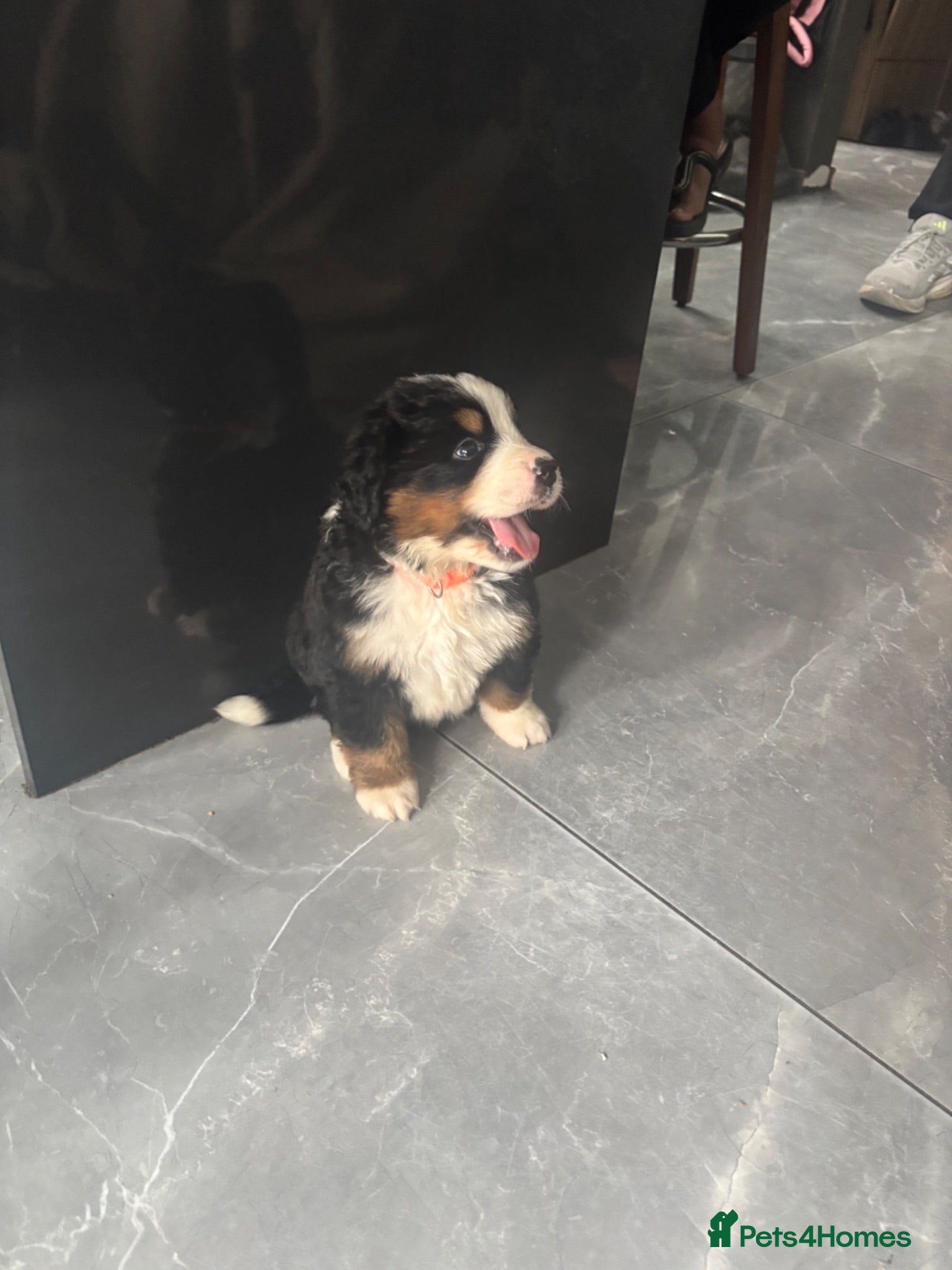 Bernese Mountain Dog dogs BMD PURE PUPPY 4 Girls AVAILABLE Ready Now - Advert 2