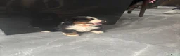 Bernese Mountain Dog dogs for sale:  2 Girls AVAILABLE Ready Now PRICE REDUCED  - Advert 6