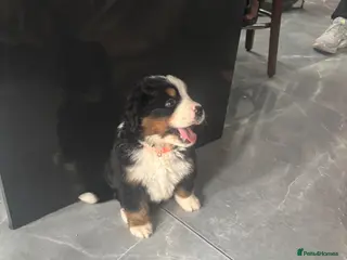 Bernese Mountain Dog dogs BMD PURE PUPPY 4 Girls AVAILABLE Ready Now - Advert 2
