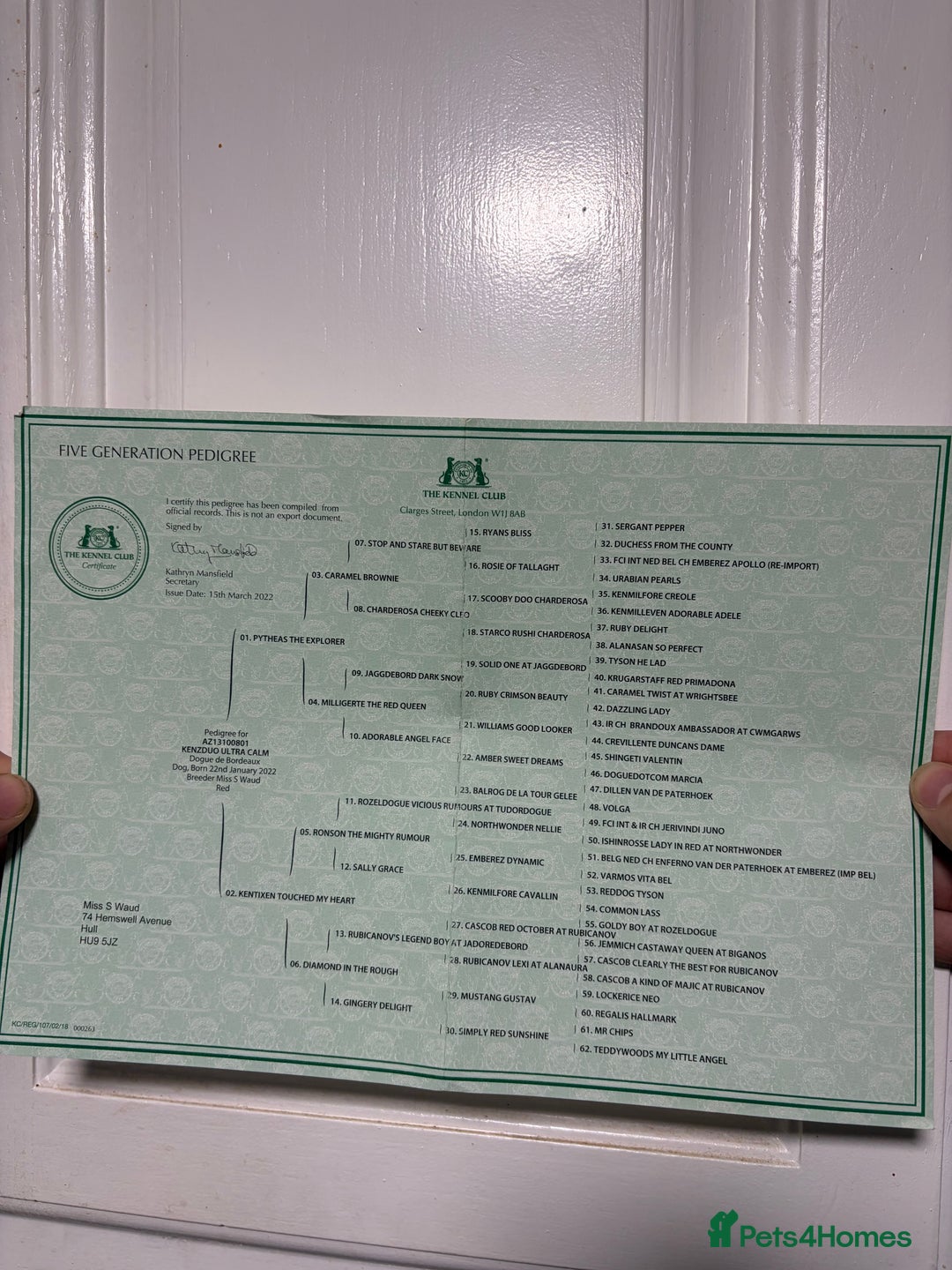 Dogue De Bordeaux dogs for stud: Kenzduo Ultra-Calm KC Registered Dogue de Bordeaux - Advert 7