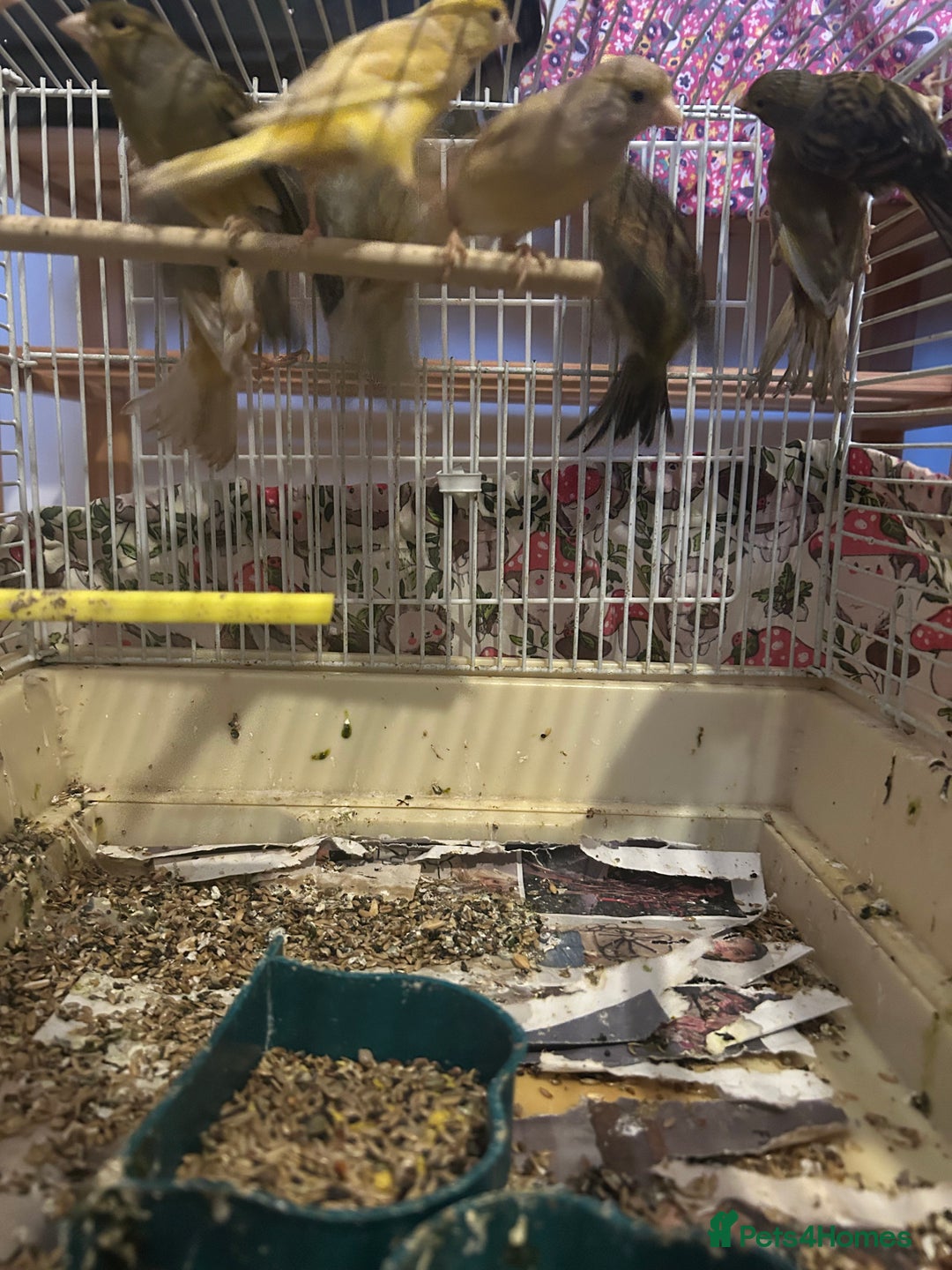 Canaries birds for sale: Canaries mixed colour  - Advert 8