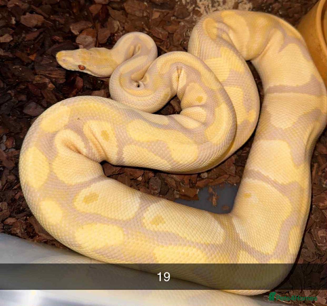 Snake reptiles for sale: Royal Python / Boa  - Image 19