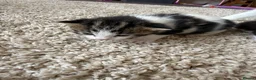 Mixed Breed cats for sale: Male kittens for sale  - Advert 9