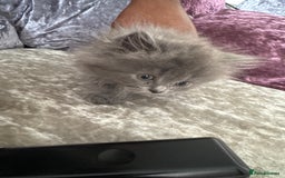 Mixed Breed cats for sale: Ready for forever home  - Image 2
