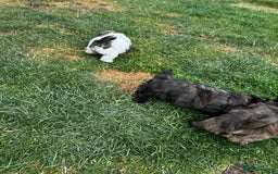 Shih Tzu dogs for sale: Shih tzu puppies looking for a forever home. - Image 14