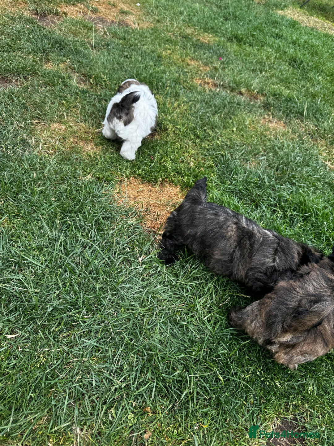 Shih Tzu dogs for sale: Shih tzu puppies looking for a forever home. - Image 14