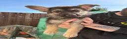German Shepherd dogs for sale: German Shepherd Female Ready for New Home - Advert 3