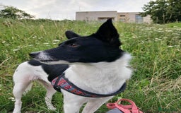 Mixed Breed dogs for adoption: 💖🐶 ELZA 🐶💖 - Image 8
