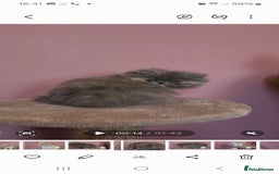 Exotic cats for sale: OUTSTANDING  QUALITY EXOTIC  KITTENS - Image 5