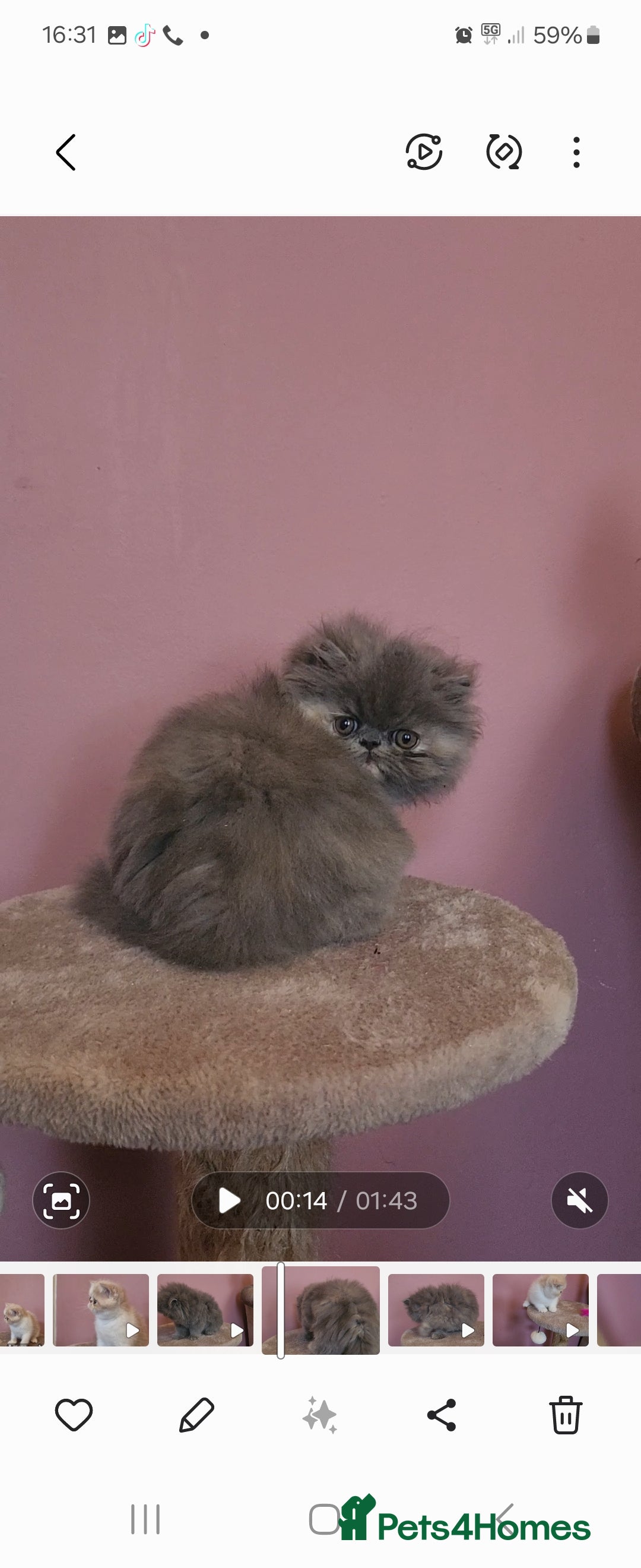Exotic cats for sale: OUTSTANDING  QUALITY EXOTIC  KITTENS - Image 5